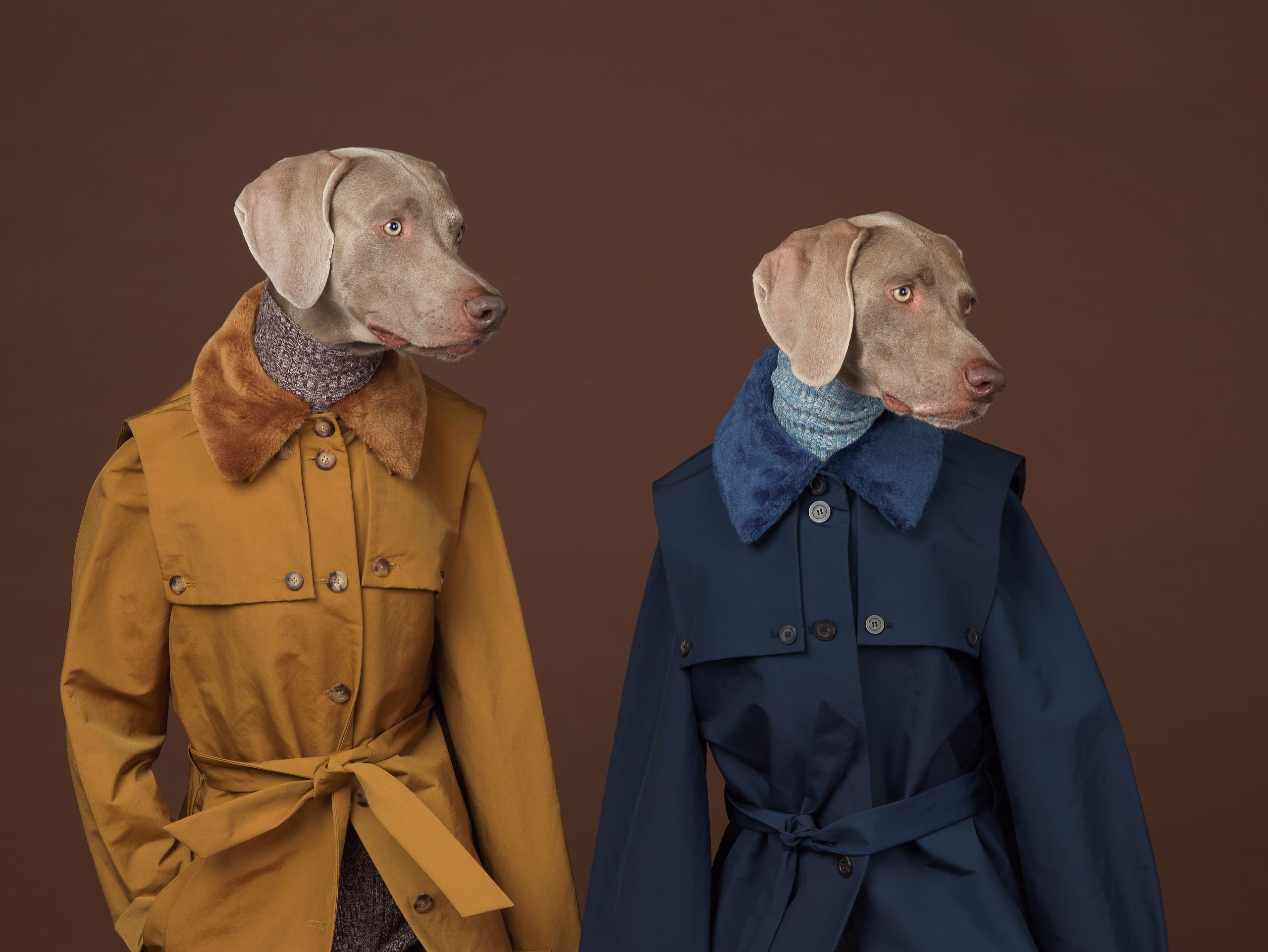 William Wegman: Looking Right and Left Sergisi Huxley-Parlour'da